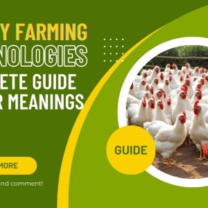 Poultry Farming Terminologies: A Complete Guide to Their Meanings